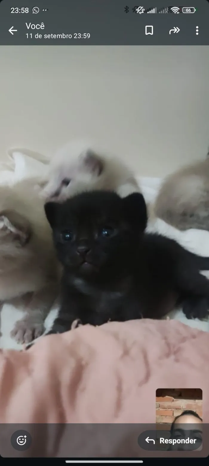 Gato raça SRD-ViraLata idade 2 a 6 meses nome Não tem 