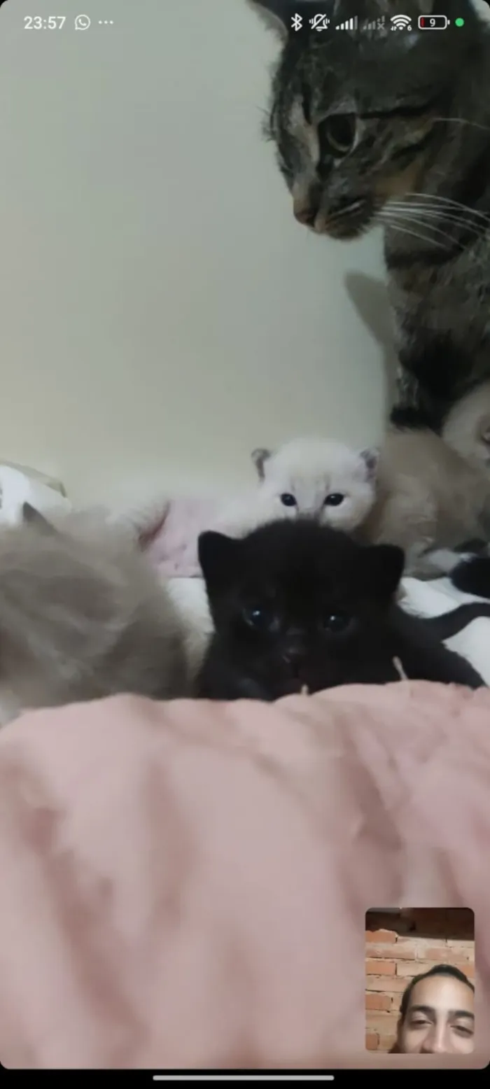 Gato raça SRD-ViraLata idade 2 a 6 meses nome Não tem 