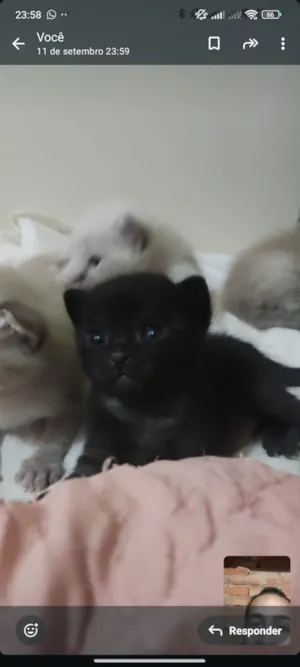 Gato raça SRD-ViraLata idade 2 a 6 meses nome Não tem 