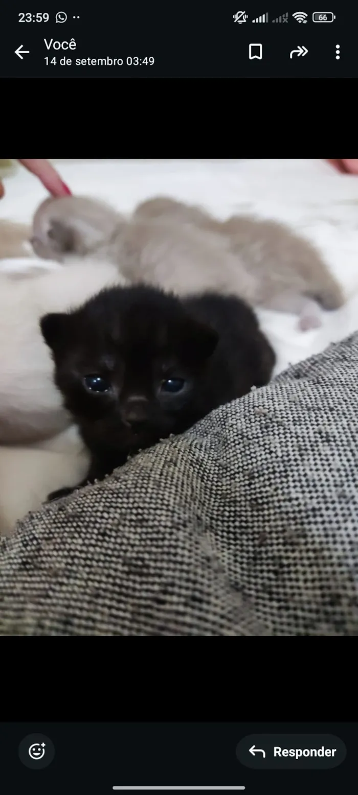 Gato raça SRD-ViraLata idade 2 a 6 meses nome Não tem 