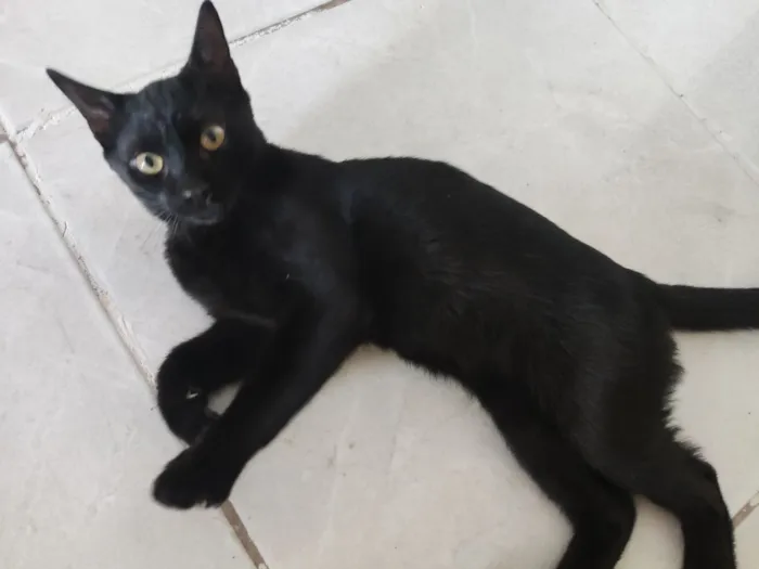 Gato raça SRD-ViraLata idade 2 a 6 meses nome Não tem 