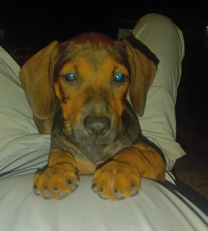 Cachorro raça SRD-ViraLata idade 2 a 6 meses nome Luna