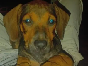Cachorro raça SRD-ViraLata idade 2 a 6 meses nome Luna