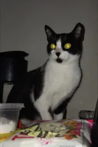 Gato raça SRD-ViraLata idade 4 anos nome Bento
