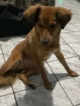 Cachorro raça SRD-ViraLata idade 7 a 11 meses nome Maya