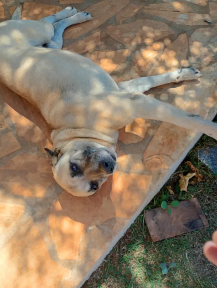 Cachorro raça SRD-ViraLata idade 6 ou mais anos nome Thor