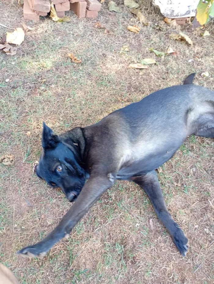 Cachorro raça SRD-ViraLata idade 6 ou mais anos nome Zoe