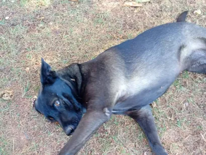 Cachorro raça SRD-ViraLata idade 6 ou mais anos nome Zoe