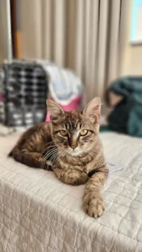 Gato raça SRD-ViraLata idade Abaixo de 2 meses nome Doação gatinha fêmea 