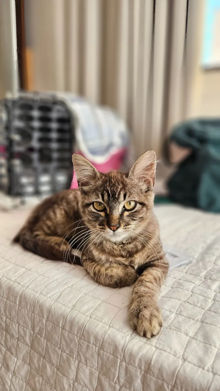 Gato raça SRD-ViraLata idade Abaixo de 2 meses nome Doação gatinha fêmea 