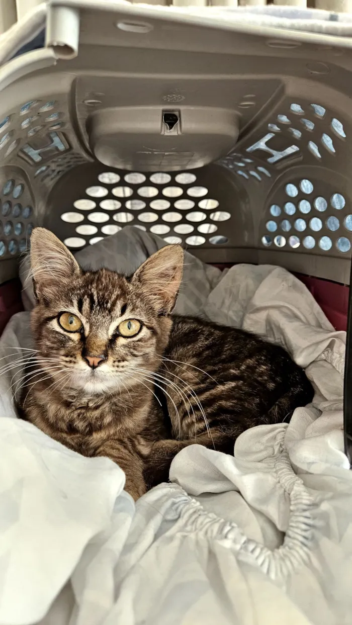 Gato raça SRD-ViraLata idade Abaixo de 2 meses nome Doação gatinha fêmea 