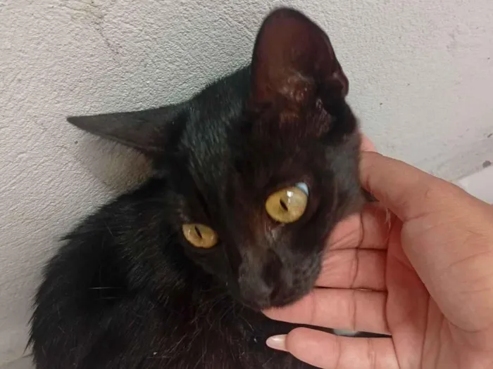 Gato raça SRD-ViraLata idade 7 a 11 meses nome Sem nome 