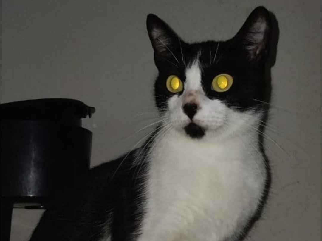 Gato raça SRD-ViraLata idade 4 anos nome Bento