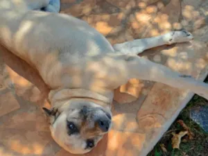 Cachorro raça SRD-ViraLata idade 6 ou mais anos nome Thor