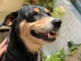 Cachorro raça SRD-ViraLata idade 5 anos nome Lola