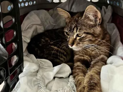 Gato raça SRD-ViraLata idade Abaixo de 2 meses nome Doação gatinha fêmea 