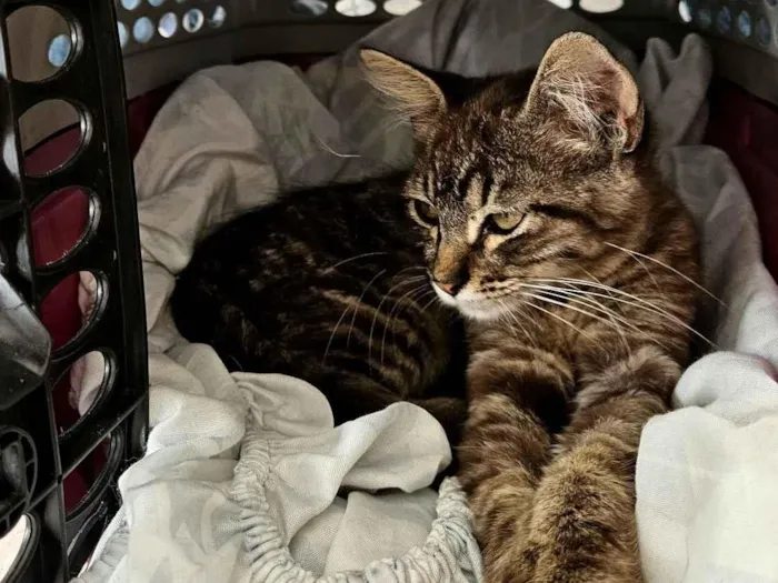 Gato raça SRD-ViraLata idade Abaixo de 2 meses nome Doação gatinha fêmea 