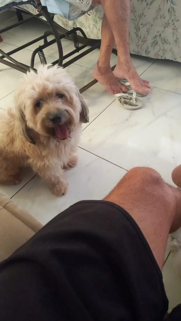 Cachorro raça Poodle idade 3 anos nome Bruce