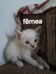 Gato raça SRD-ViraLata idade 2 a 6 meses nome Fêmea 