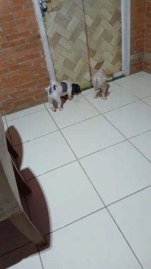 Cachorro raça Shitzu idade 2 a 6 meses nome MARIA EDUARDA