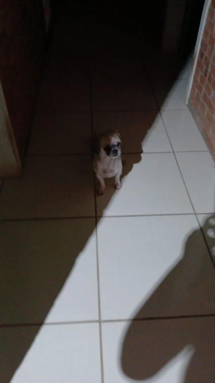 Cachorro raça Shitzu idade 2 a 6 meses nome MARIA EDUARDA