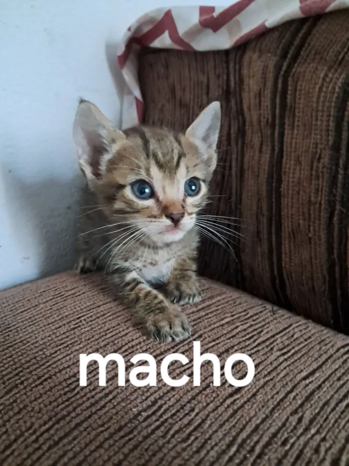 Macho 