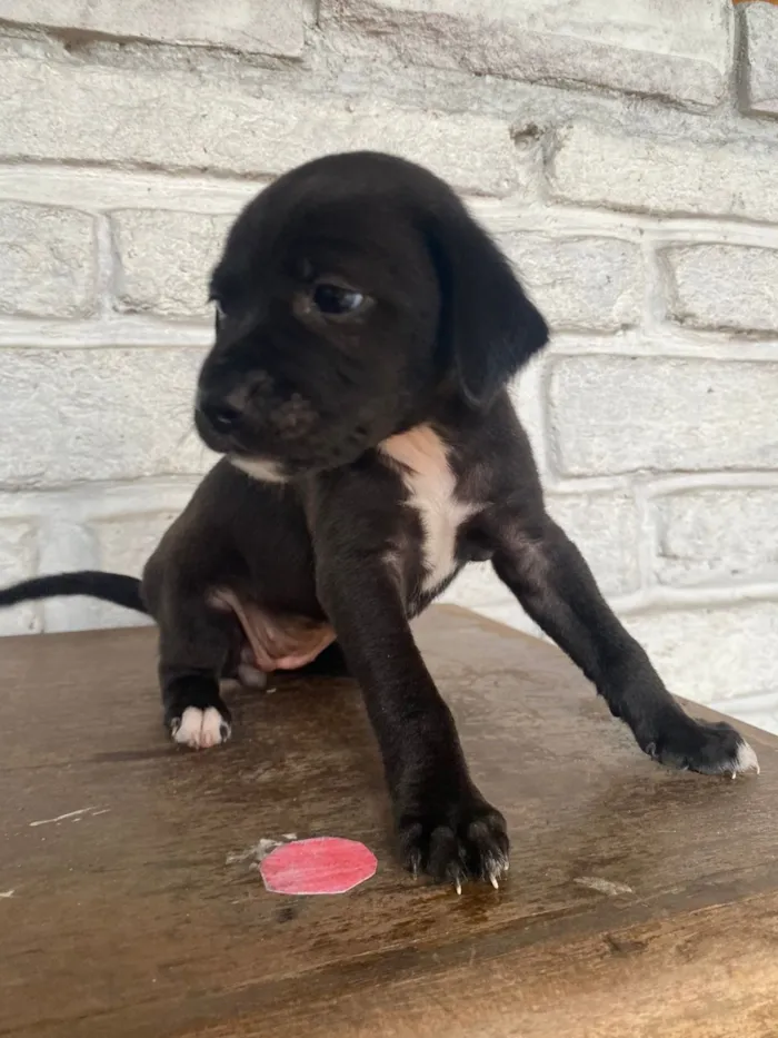 Cachorro raça SRD-ViraLata idade Abaixo de 2 meses nome sem nome ainda