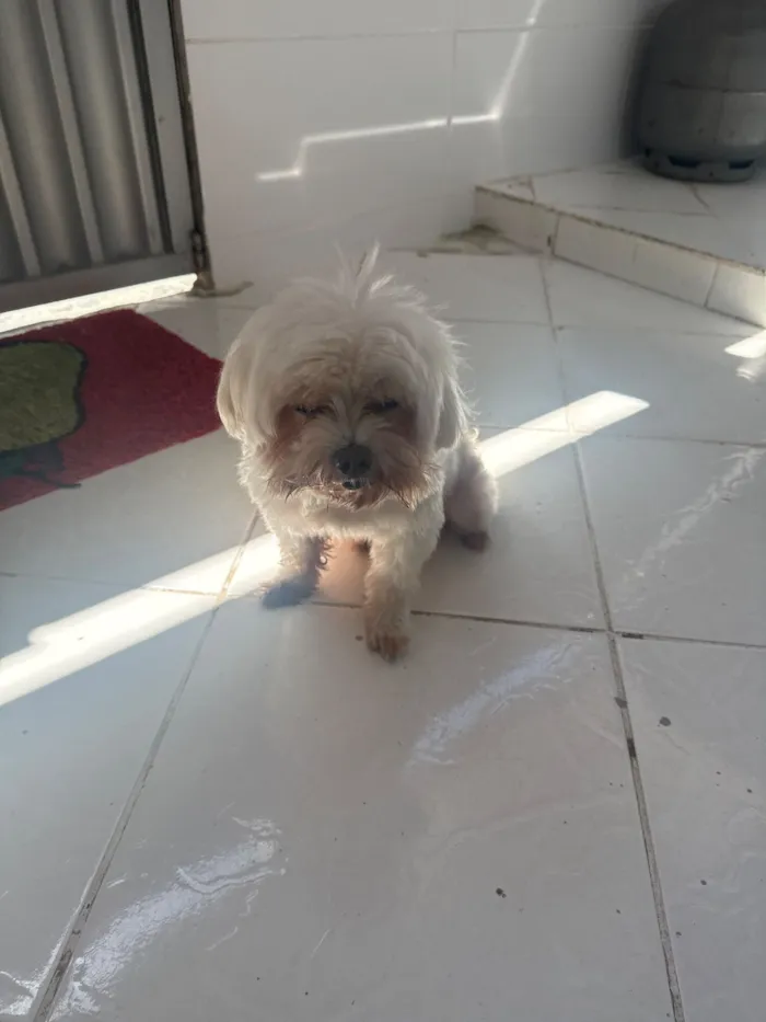 Cachorro raça Maltês idade 6 ou mais anos nome Gigante