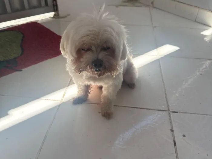 Cachorro raça Maltês idade 6 ou mais anos nome Gigante