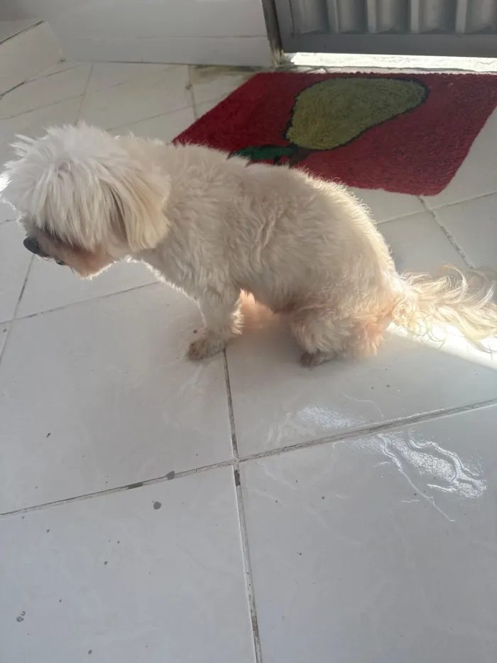 Cachorro raça Maltês idade 6 ou mais anos nome Gigante