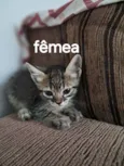 Gato raça SRD-ViraLata idade 2 a 6 meses nome Fêmea 