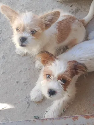 Cachorro raça Shitzu idade 2 a 6 meses nome Lázaro e Eva