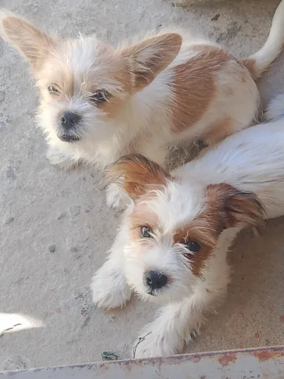 Cachorro raça Shitzu idade 2 a 6 meses nome Lázaro e Eva