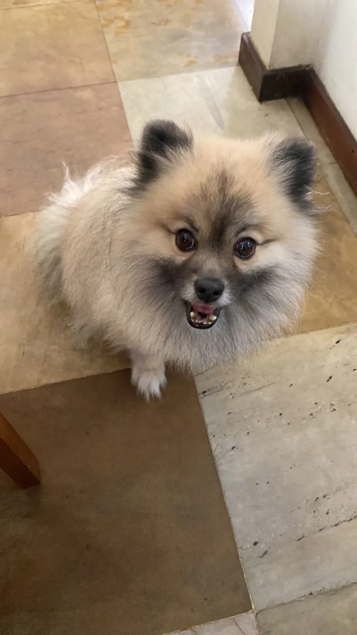 Cachorro raça SRD-ViraLata idade 4 anos nome Teddy