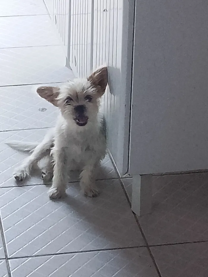 Cachorro raça Shitzu idade 2 a 6 meses nome Lázaro e Eva