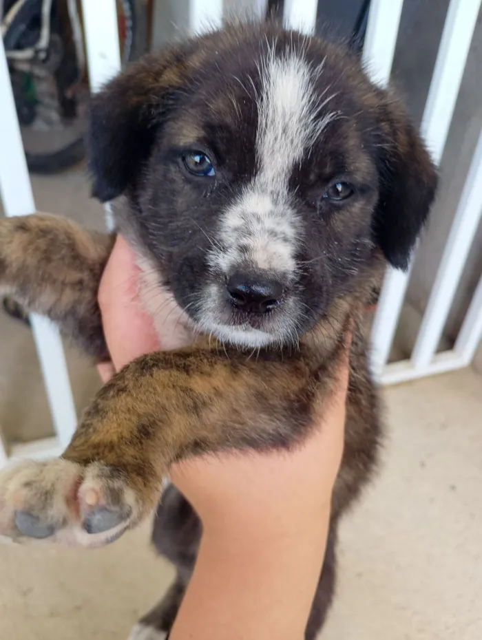 Cachorro raça SRD-ViraLata idade Abaixo de 2 meses nome Isabella 