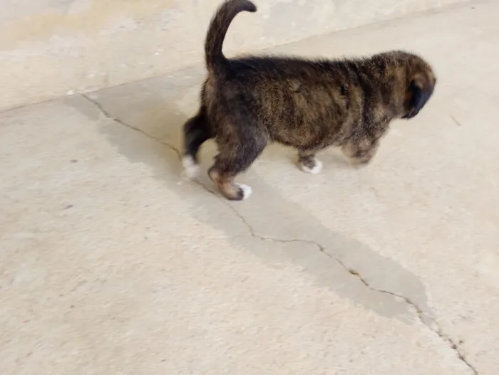 Cachorro raça SRD-ViraLata idade Abaixo de 2 meses nome Isabella 