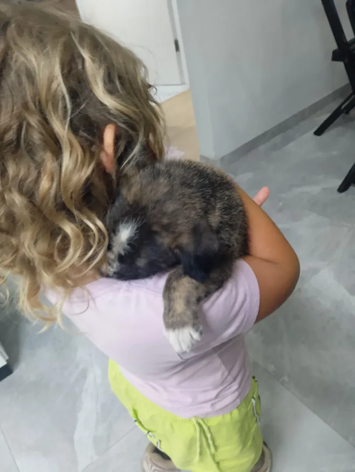 Cachorro raça SRD-ViraLata idade Abaixo de 2 meses nome Isabella 