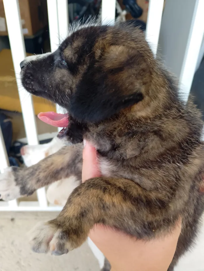 Cachorro raça SRD-ViraLata idade Abaixo de 2 meses nome Isabella 