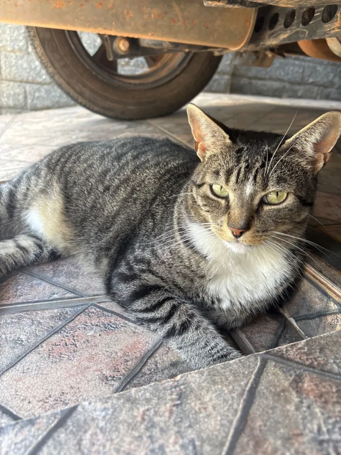 Gato raça SRD-ViraLata idade 6 ou mais anos nome Chaninho