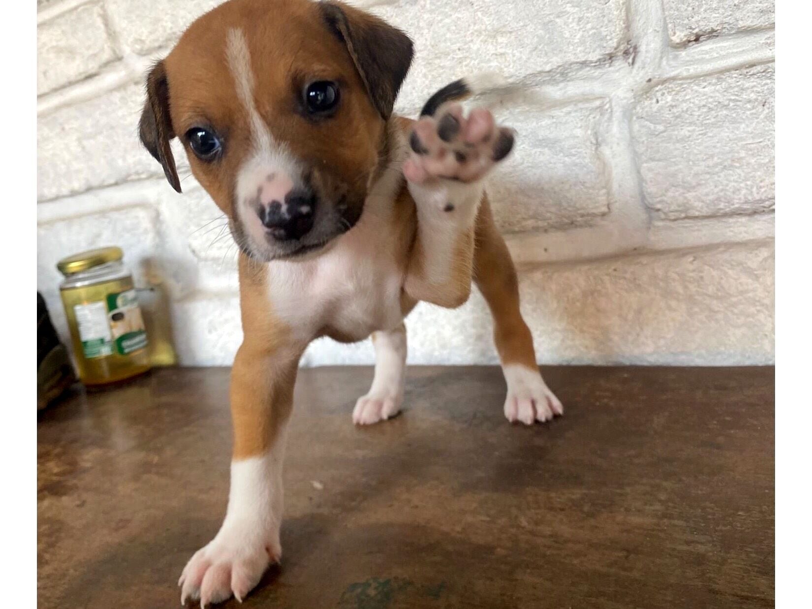 Cachorro raça SRD-ViraLata idade Abaixo de 2 meses nome sem nome