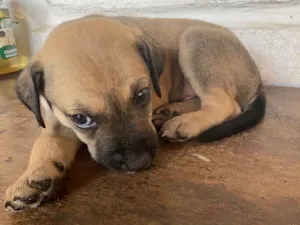 Cachorro raça SRD-ViraLata idade Abaixo de 2 meses nome sem nome
