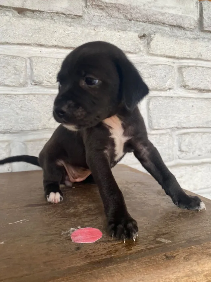 Cachorro raça SRD-ViraLata idade Abaixo de 2 meses nome sem nome