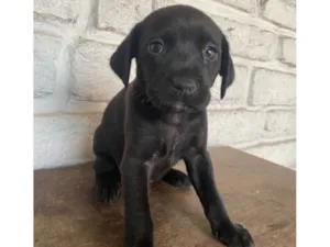 Cachorro raça SRD-ViraLata idade Abaixo de 2 meses nome sem nome 