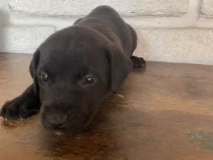 Cachorro raça SRD-ViraLata idade Abaixo de 2 meses nome sem nome