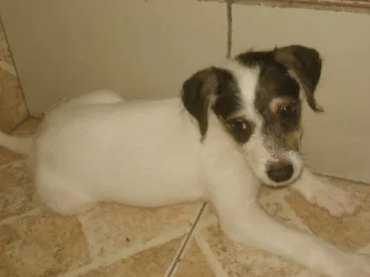 Cachorro raça Poodle idade 2 a 6 meses nome Ainda não tem um 