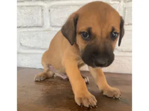 Cachorro raça SRD-ViraLata idade Abaixo de 2 meses nome sem nome