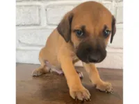 Cachorro raça SRD-ViraLata idade Abaixo de 2 meses nome sem nome