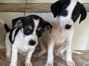 Cachorro raça Fox Terrier idade 2 a 6 meses nome Ainda não tem 