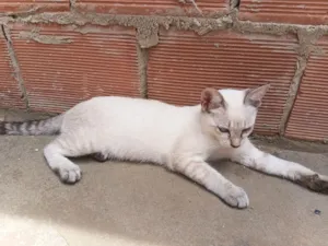 Gato raça SRD-ViraLata idade 2 a 6 meses nome Gata Branca